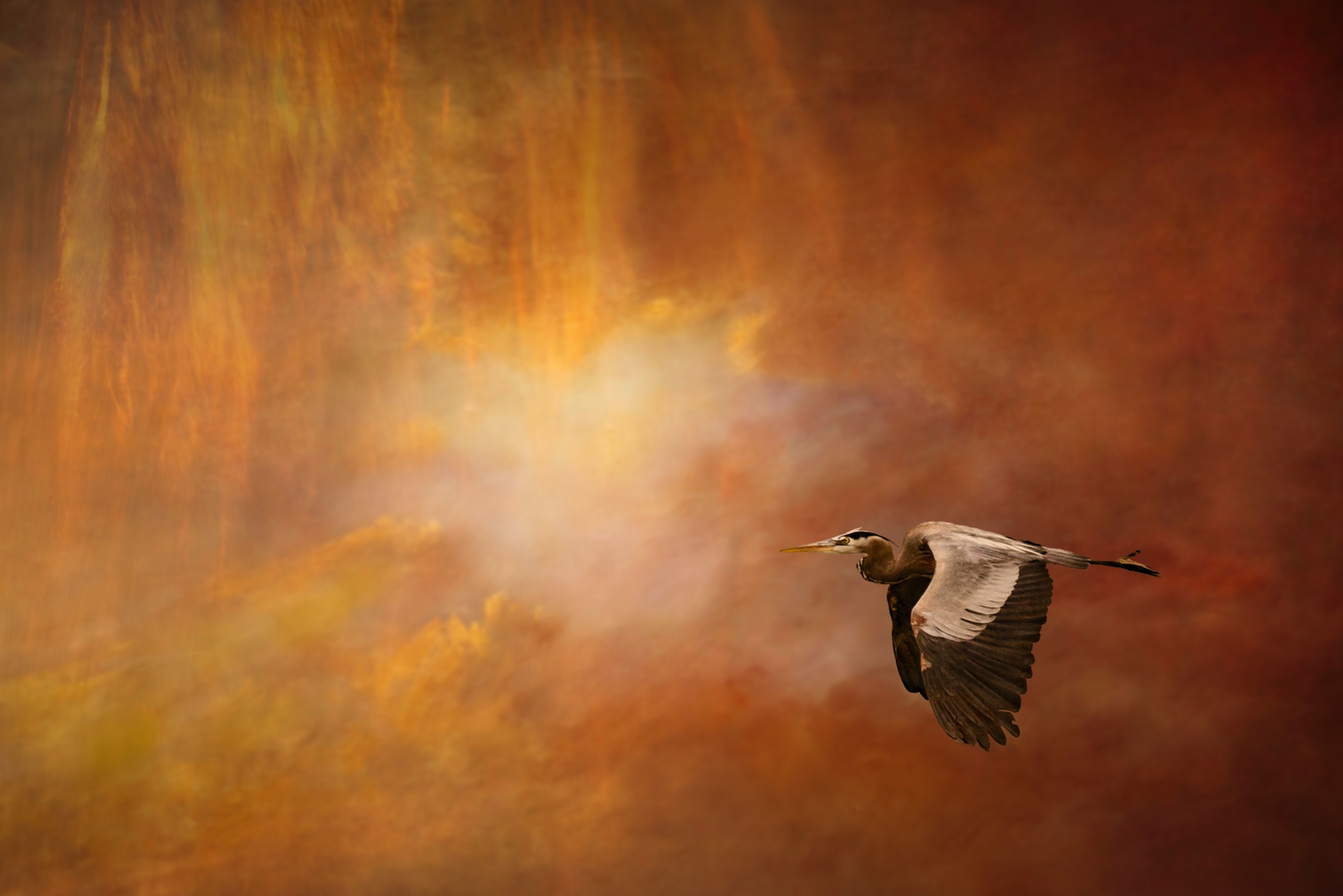 Bird of Wisdom Bird of Wisdom by Lewis Anderson