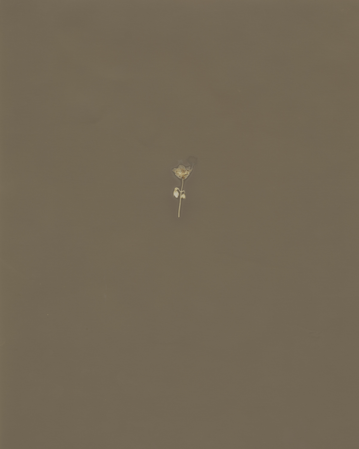 LUMEN – SMALL FLOWER LUMEN - SMALL FLOWER by JOSHUA WHITE