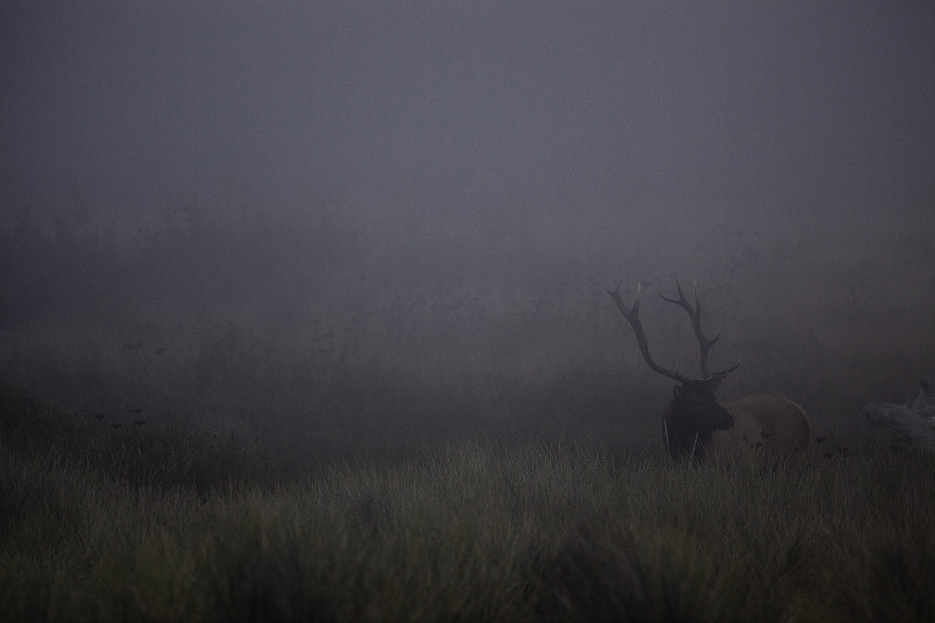 ROOSEVELT ELK AT GOLD BLUFF BEACH ROOSEVELT ELK AT GOLD BLUFF BEACH by MATTHEW POLVOROSA KLINE