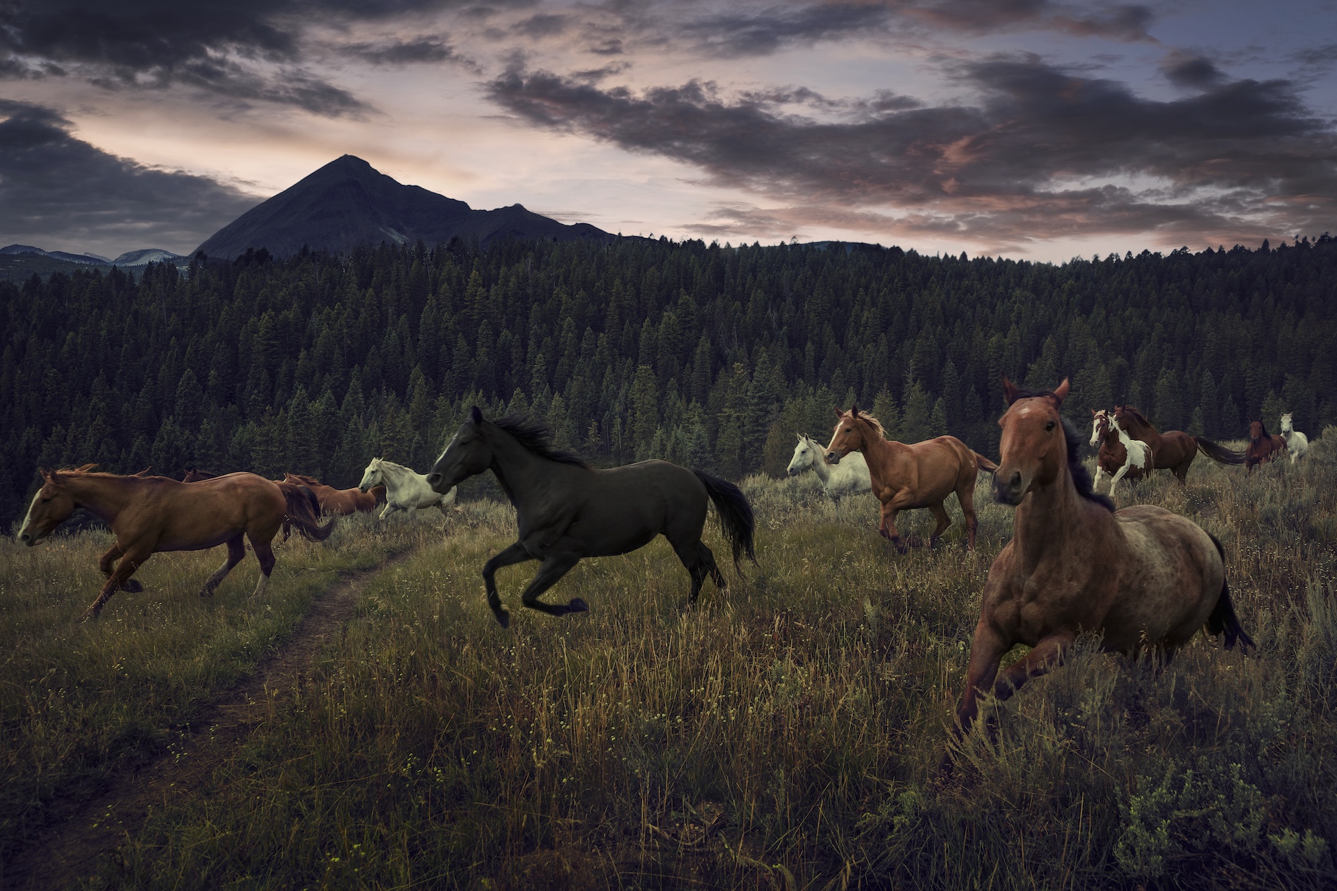 WILD HORSES WILD HORSES by CHRIS CRISMAN