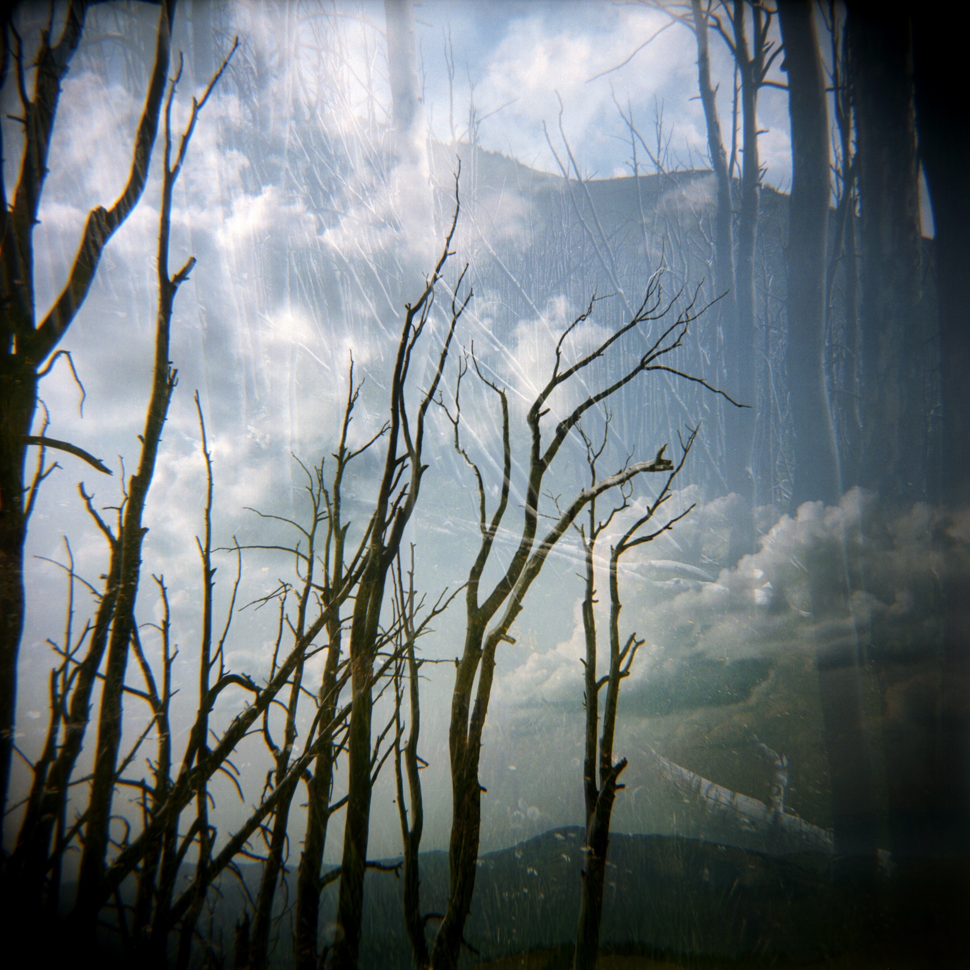 Ghost Trees - Adrienne Defendi