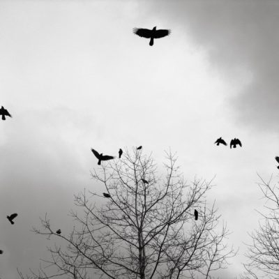 Crows - Austin Granger