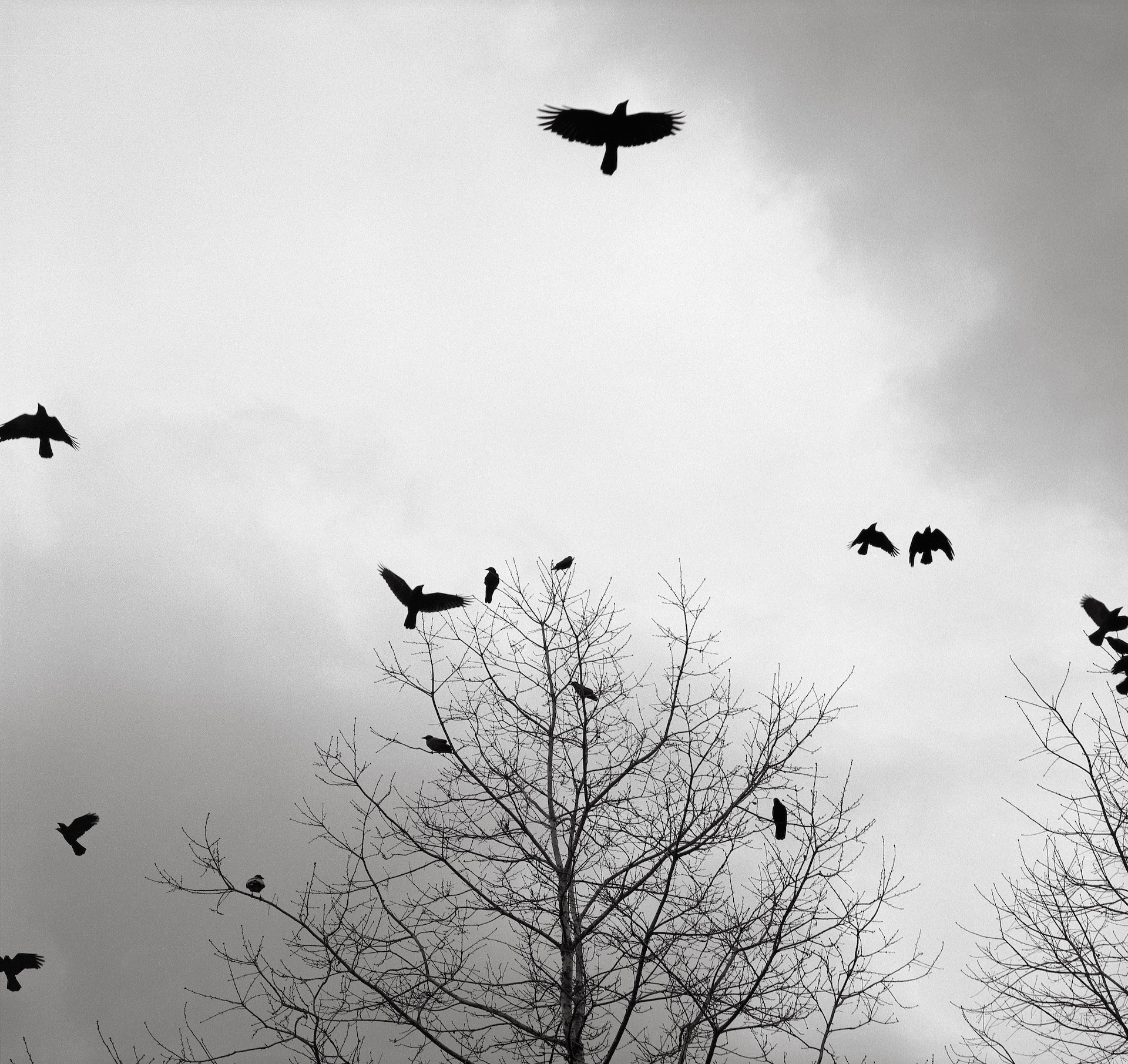Crows – Austin Granger Crows - Austin Granger