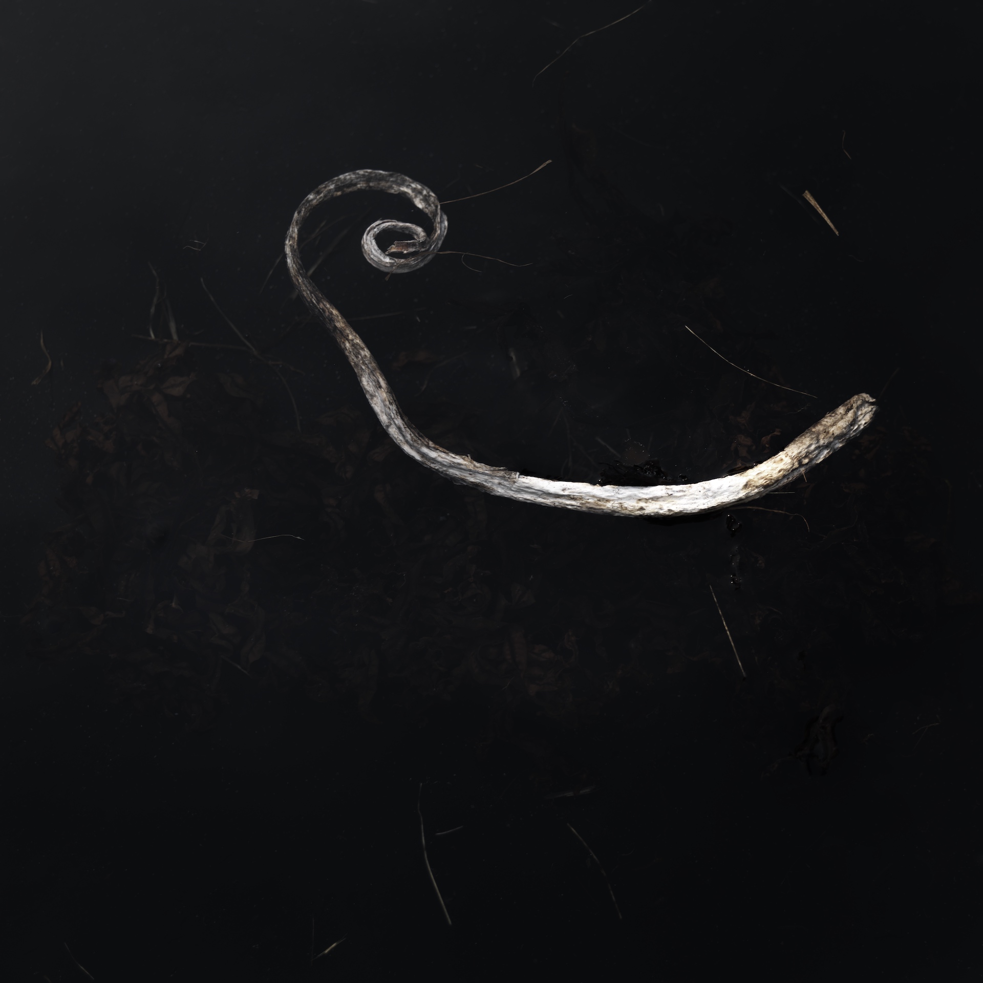 ES_Curl-1920