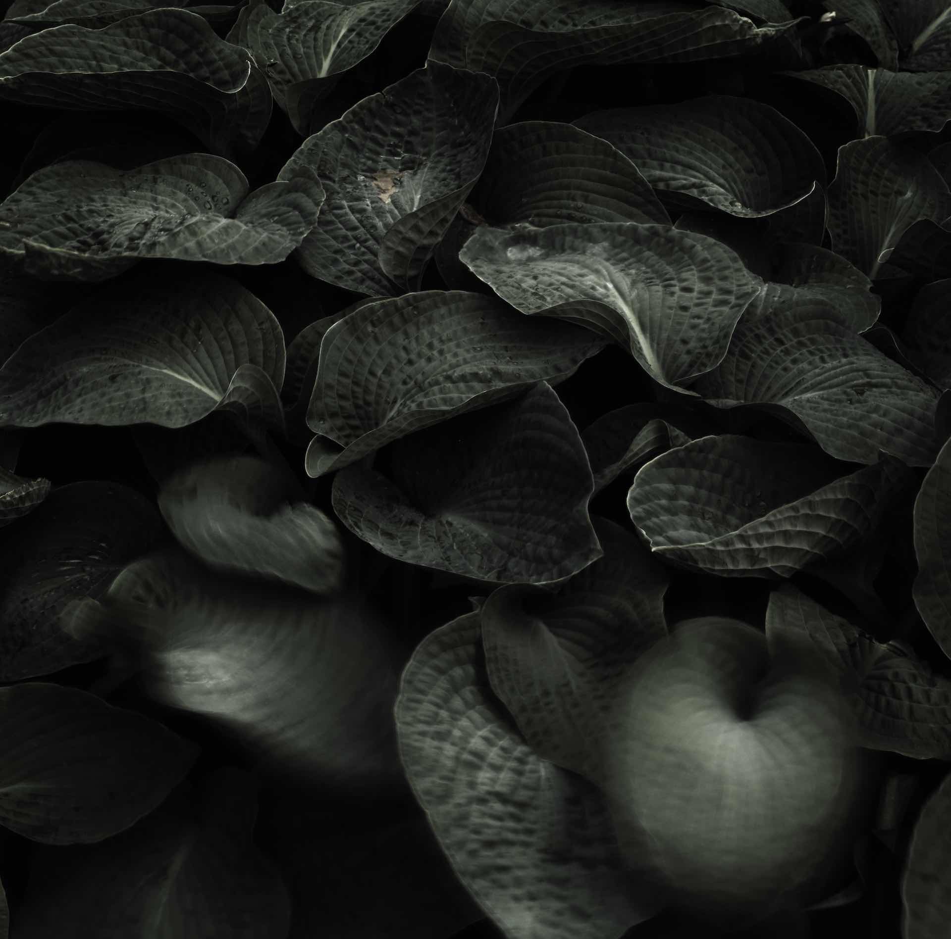 LEAFY – Einar Sira LEAFY - Einar Sira