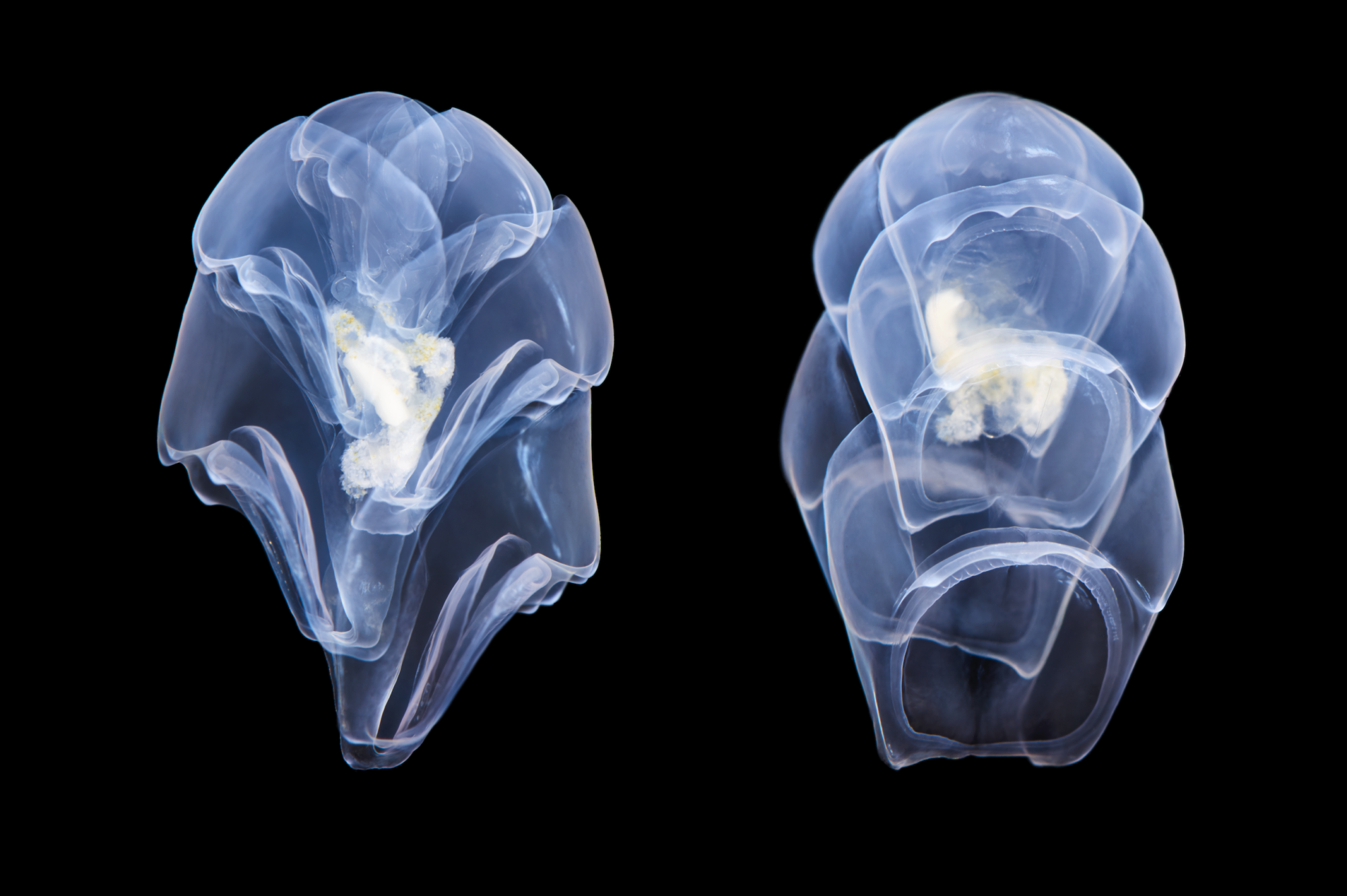 Hippopodius
