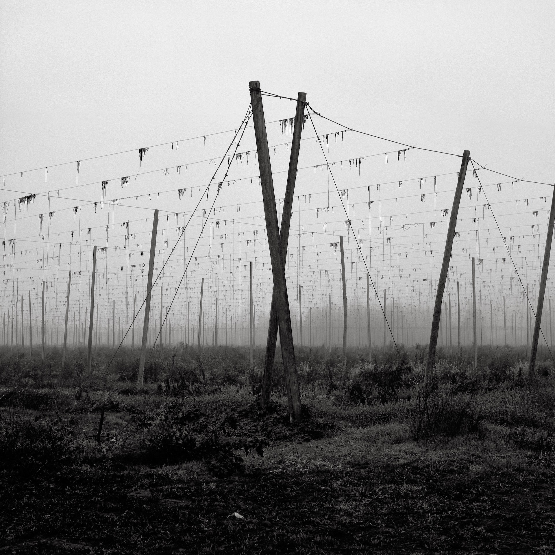 Hop Poles – Austin Granger Hop Poles - Austin Granger