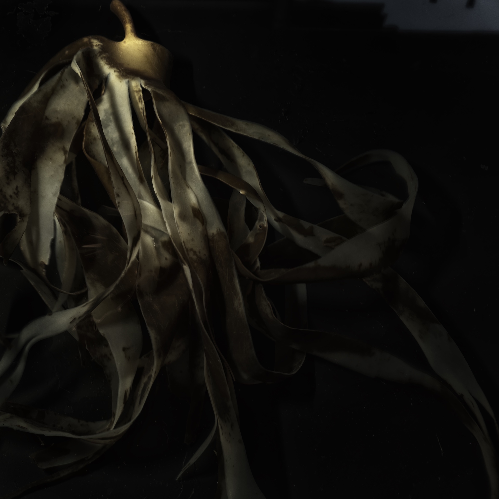 SEAWEED NO 2 – Einar Sira SEAWEED NO 2 - Einar Sira