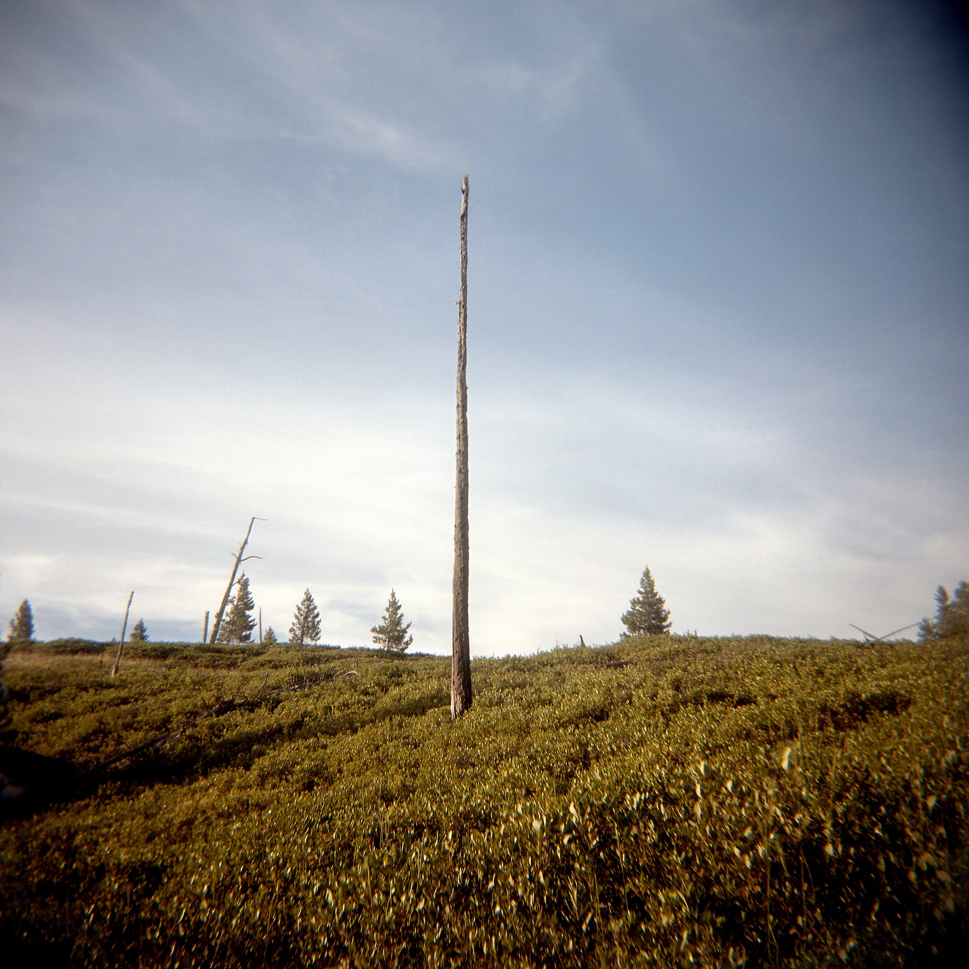 Lone Lodgepole – Adrienne Defendi Lone LodgePole - Adrienne Defendi
