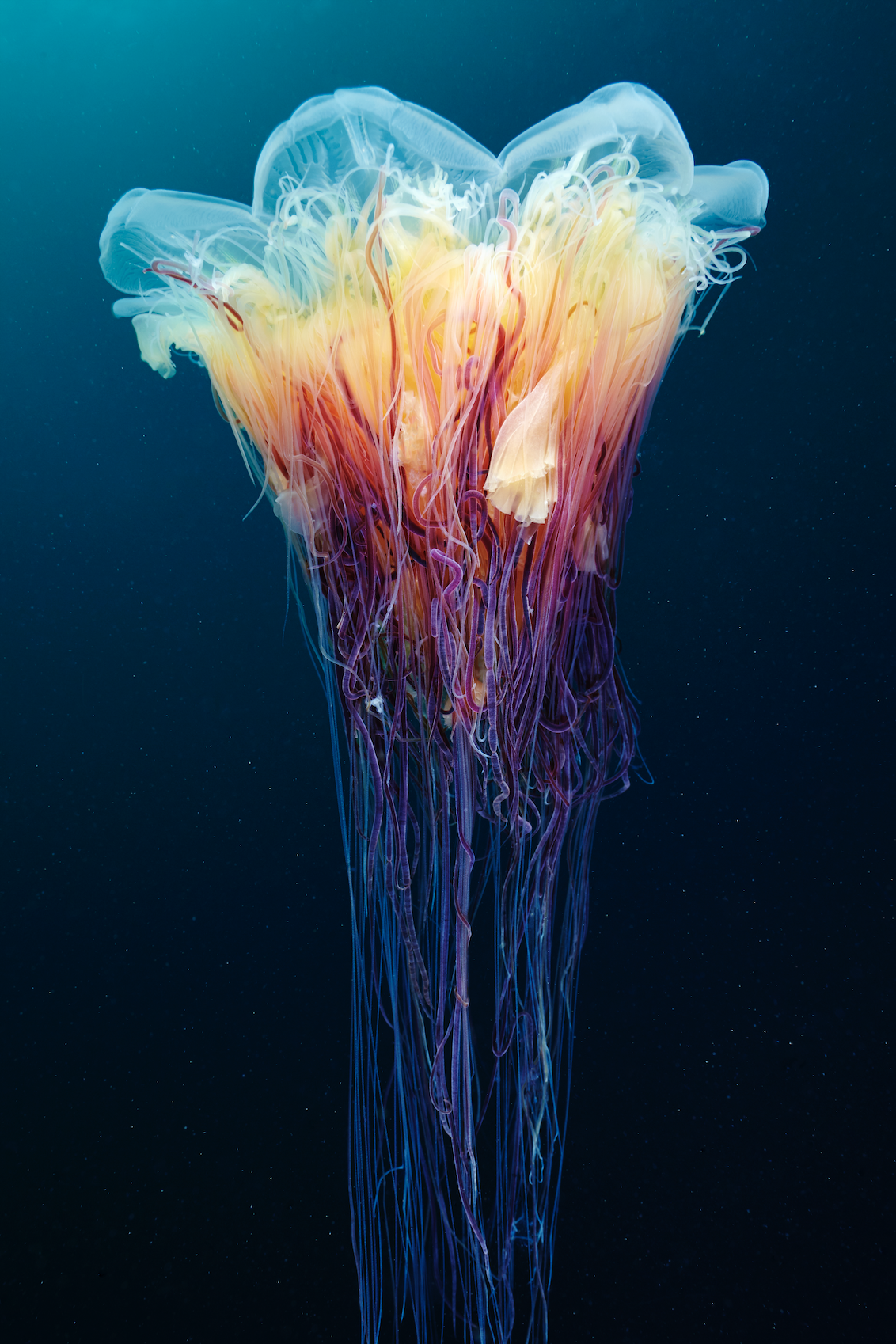 Scyphozoan jellyfish Scyphozoan jellyfish