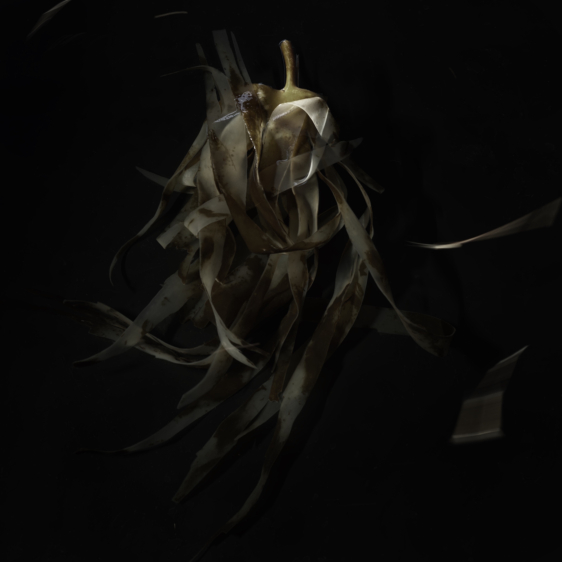 SEAWEED NO 1 – Einar Sira SEAWEED NO 1 - Einar Sira
