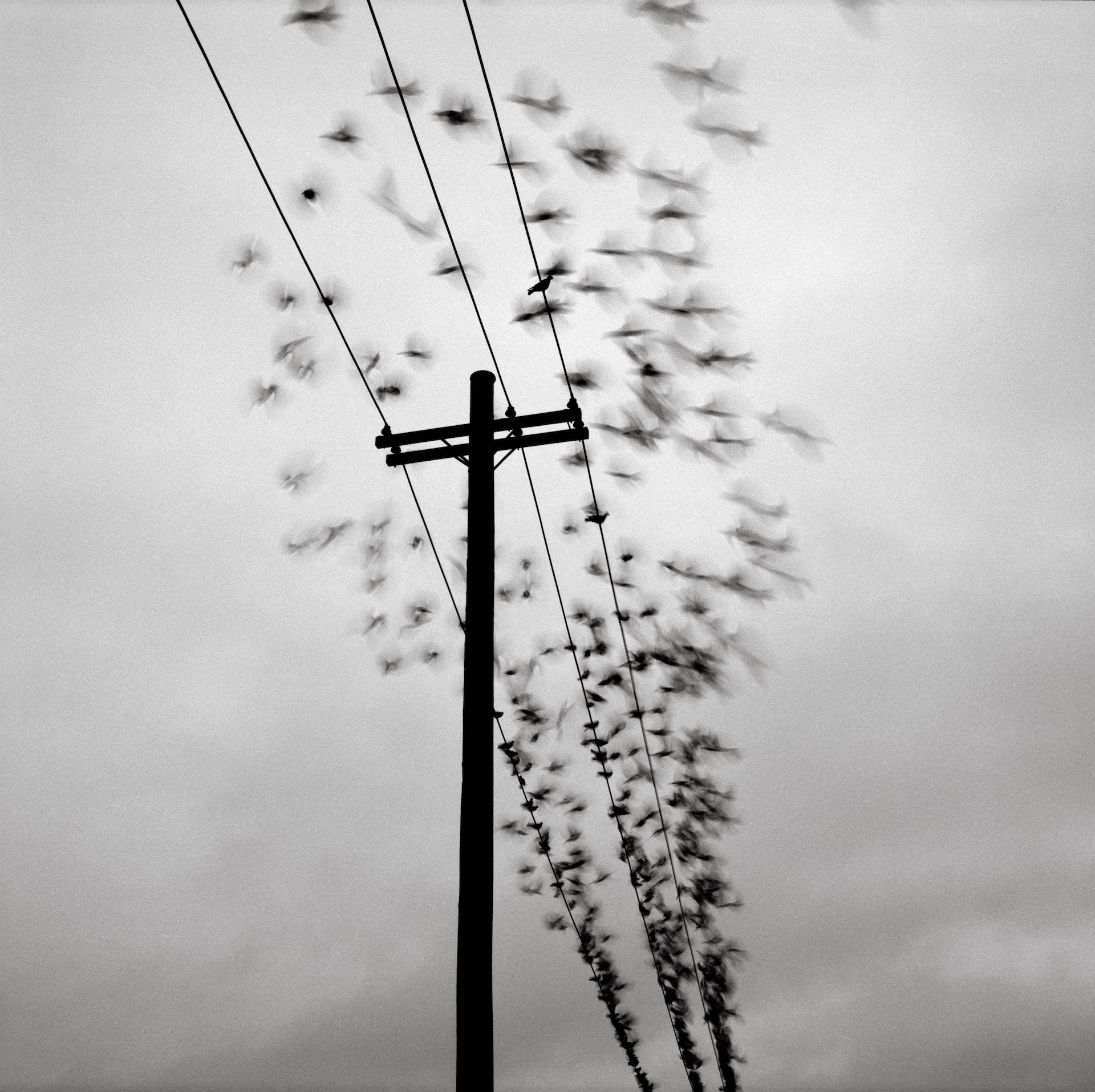 Telephone Pole with Birds - Austin Granger
