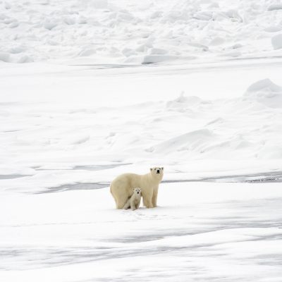 Arctic Fading: Polar bear and her cub