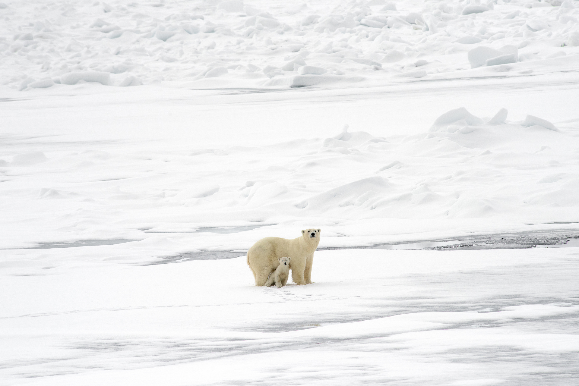 Arctic-Fading-Polar-bear-and-her-cub-Ellen_Jacob