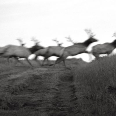 Running Elk Tomales Point