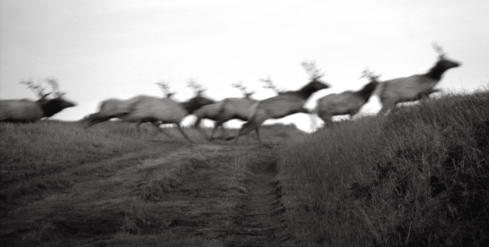 Running Elk Tomales Point