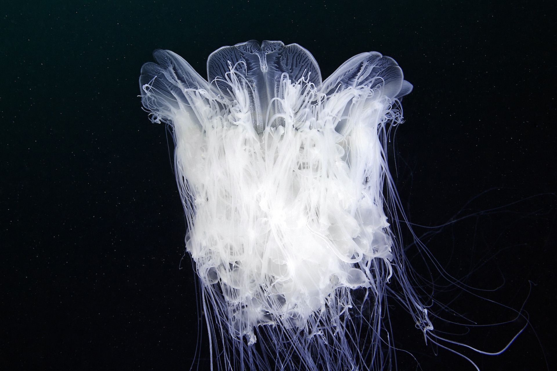 cyanea-alexander seminov-copy