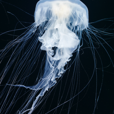 Jellyfish (Cyanea Capillata)