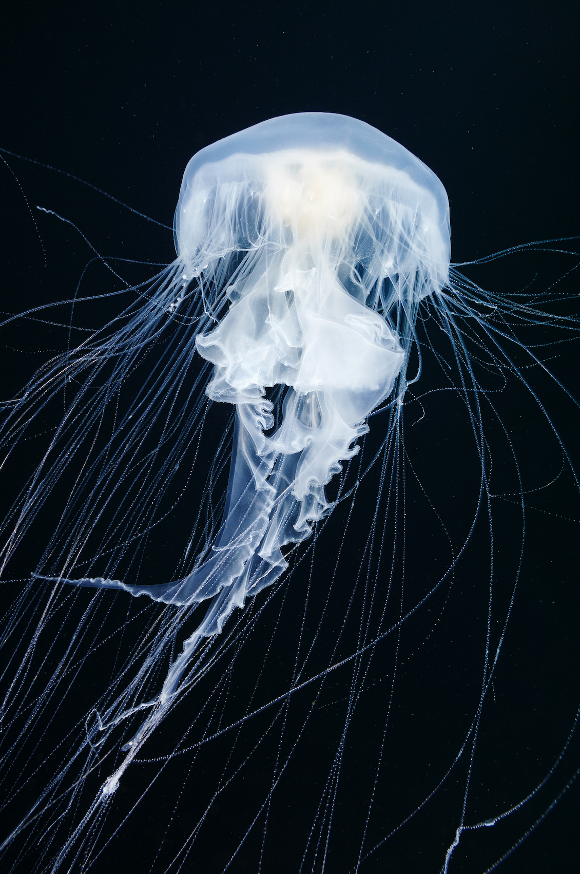 jellyfish-cyanea-capillata-alexander-semenov