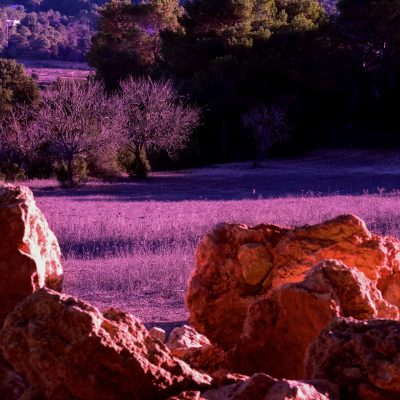 Fields of Purple