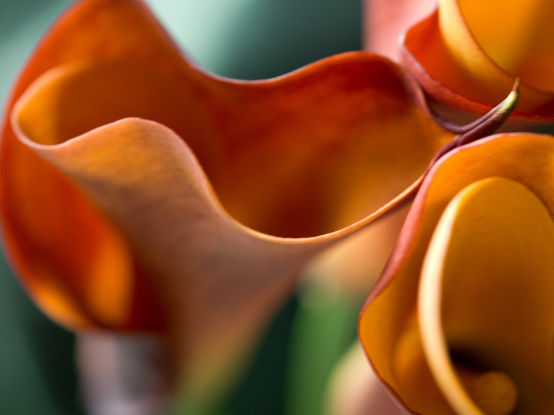 CG_208_Tampas_Untitled (Calla Lily 5)_6x8