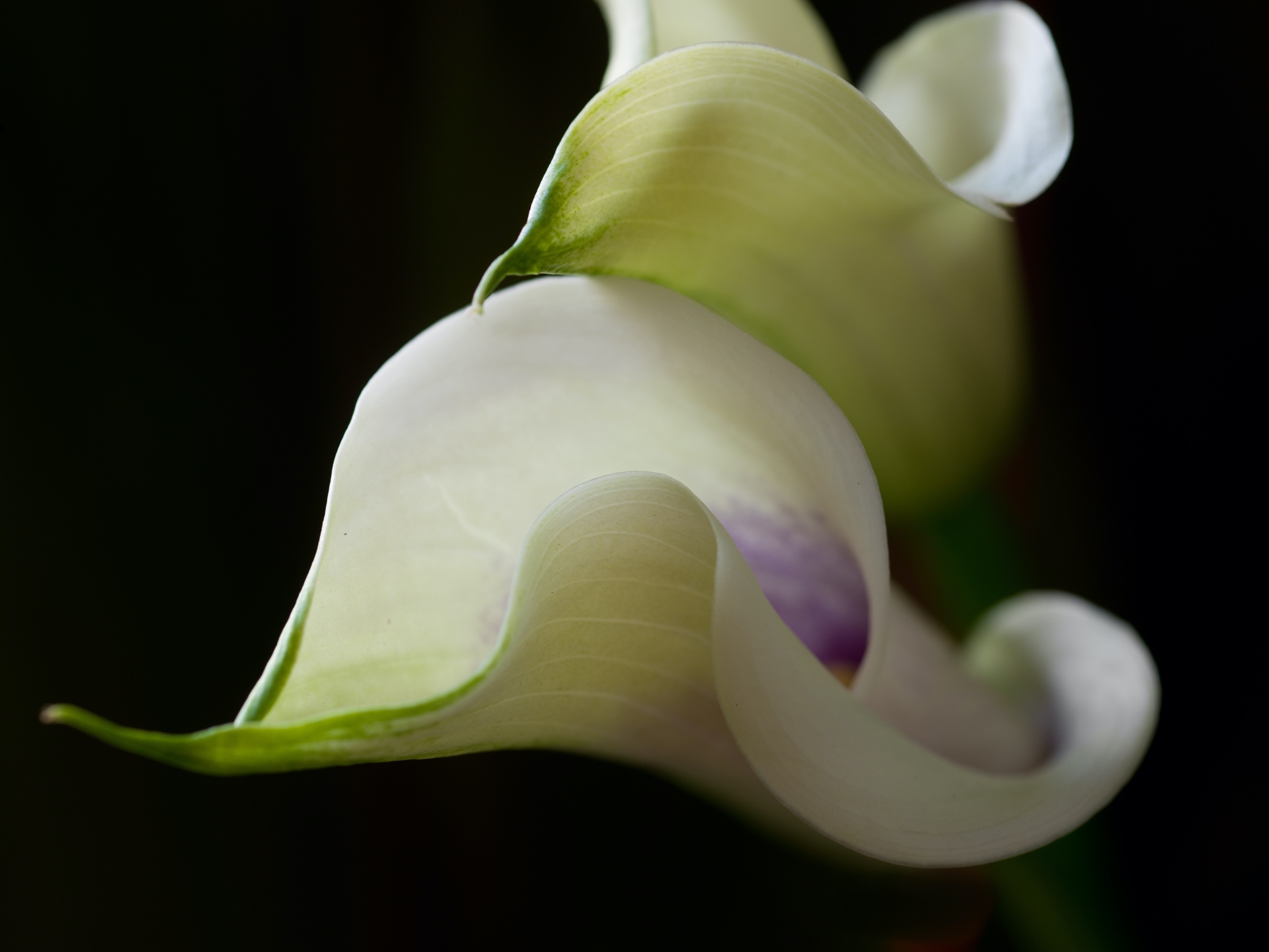 CG_210_Tampas_Untitled (Calla Lily 7)_6x8