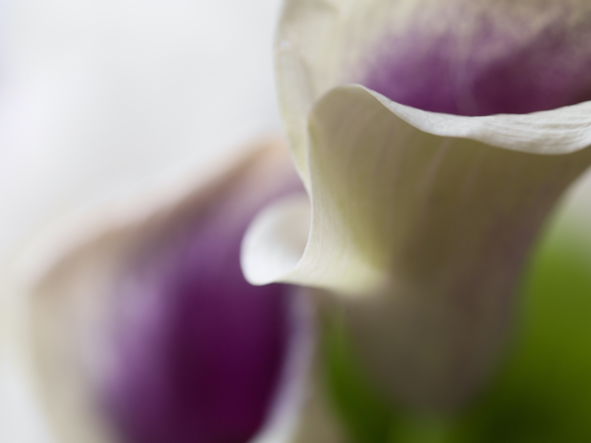 CG_211_Tampas_Untitled (Calla Lily 8)_6x8
