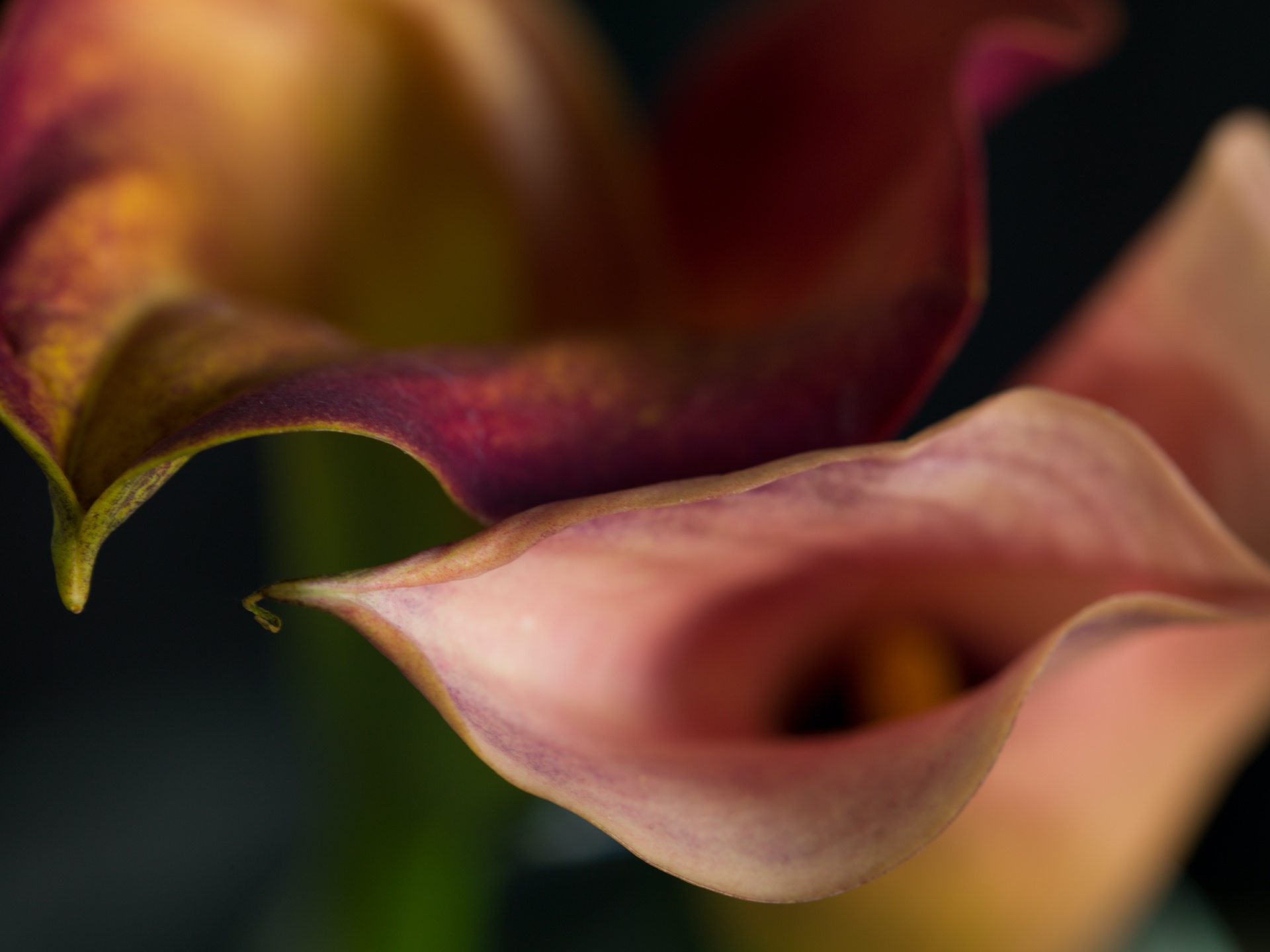 CG_212_Tampas_Untitled (Calla Lily 9)_6x8