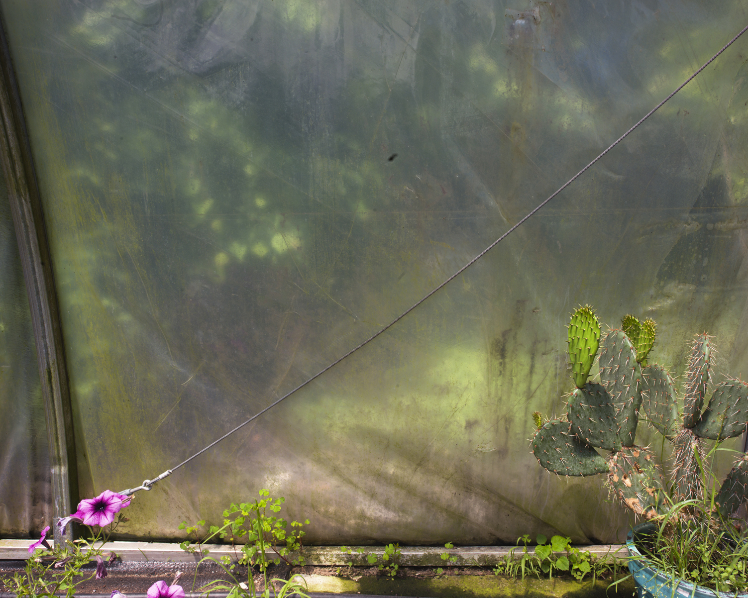 CG_214_Tampas_Hothouse #2