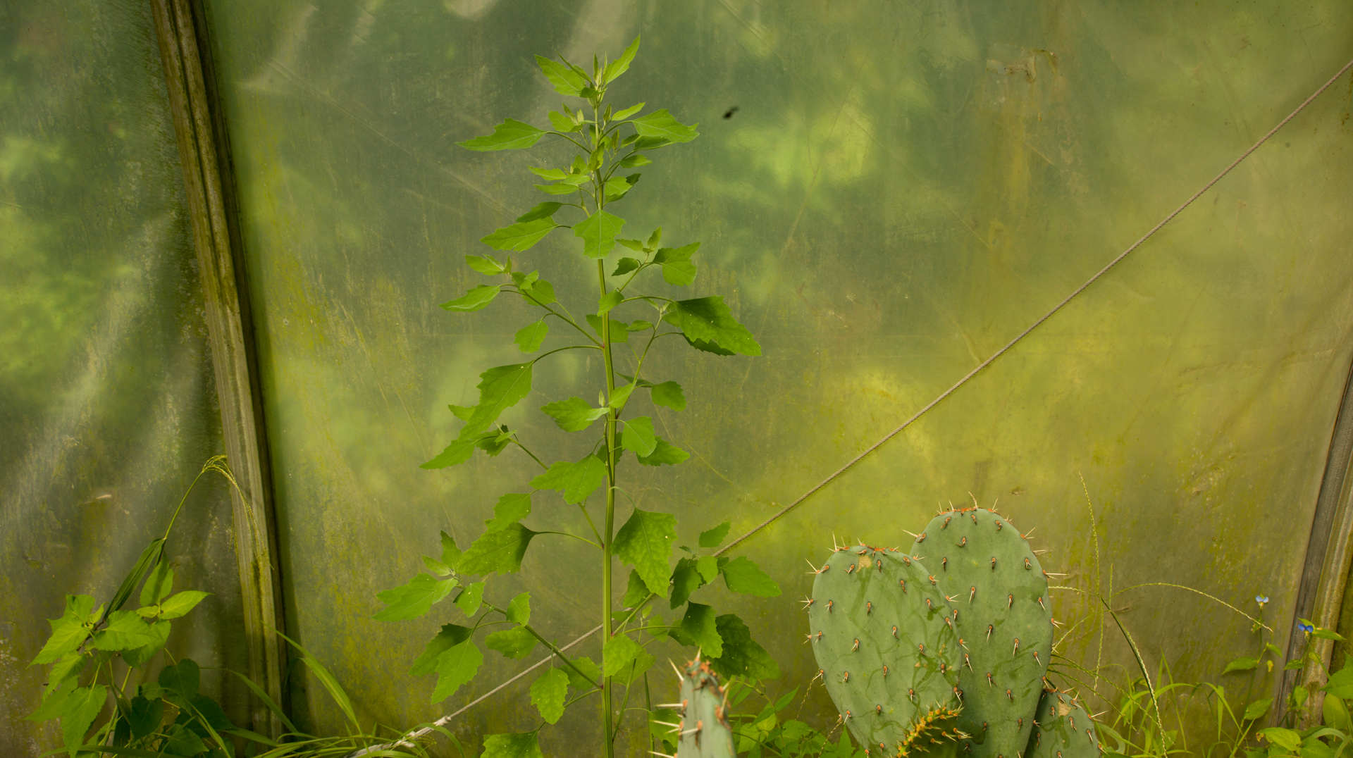 CG_215_Tampas_Hothouse #3
