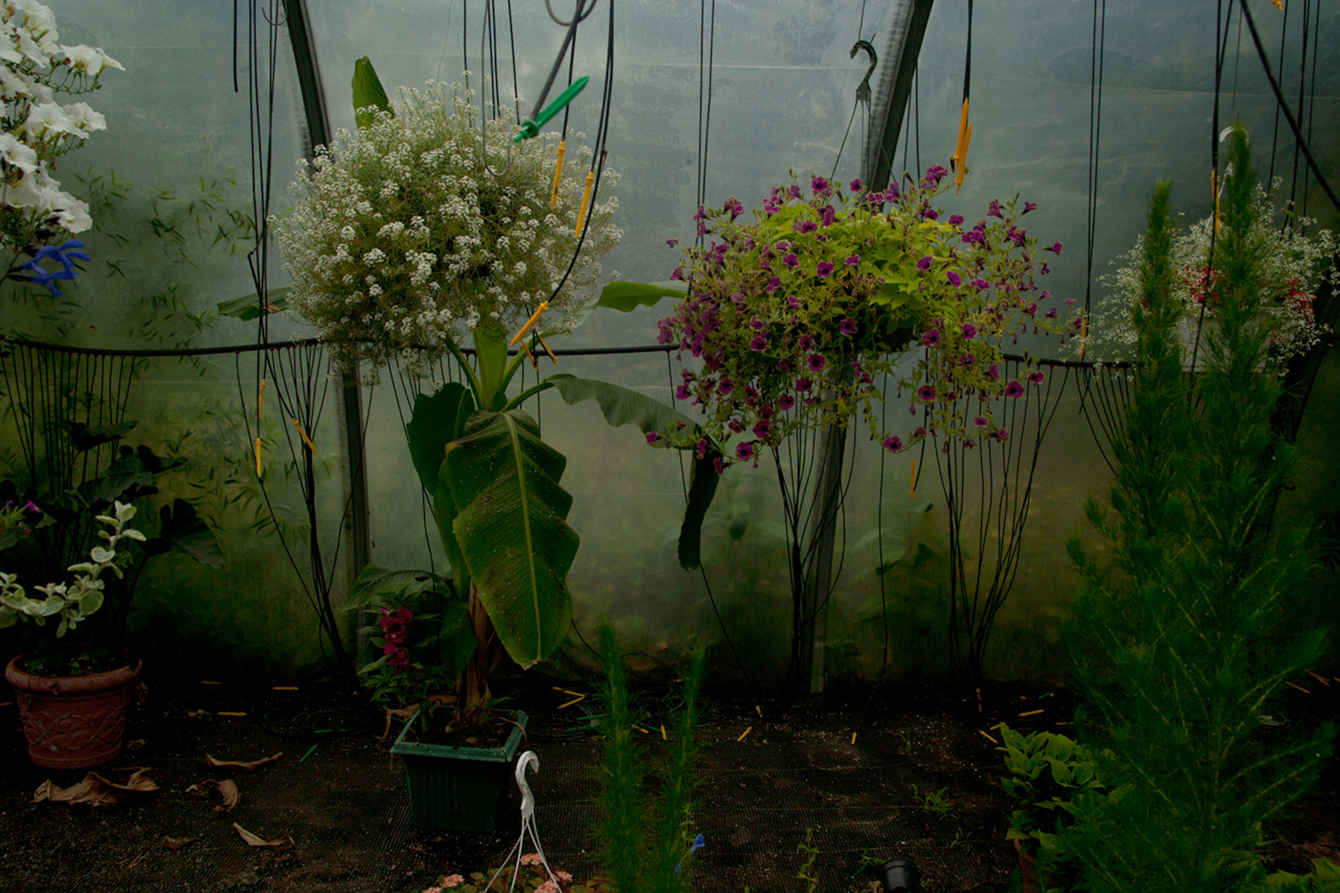 CG_219_Tampas_Hothouse #7