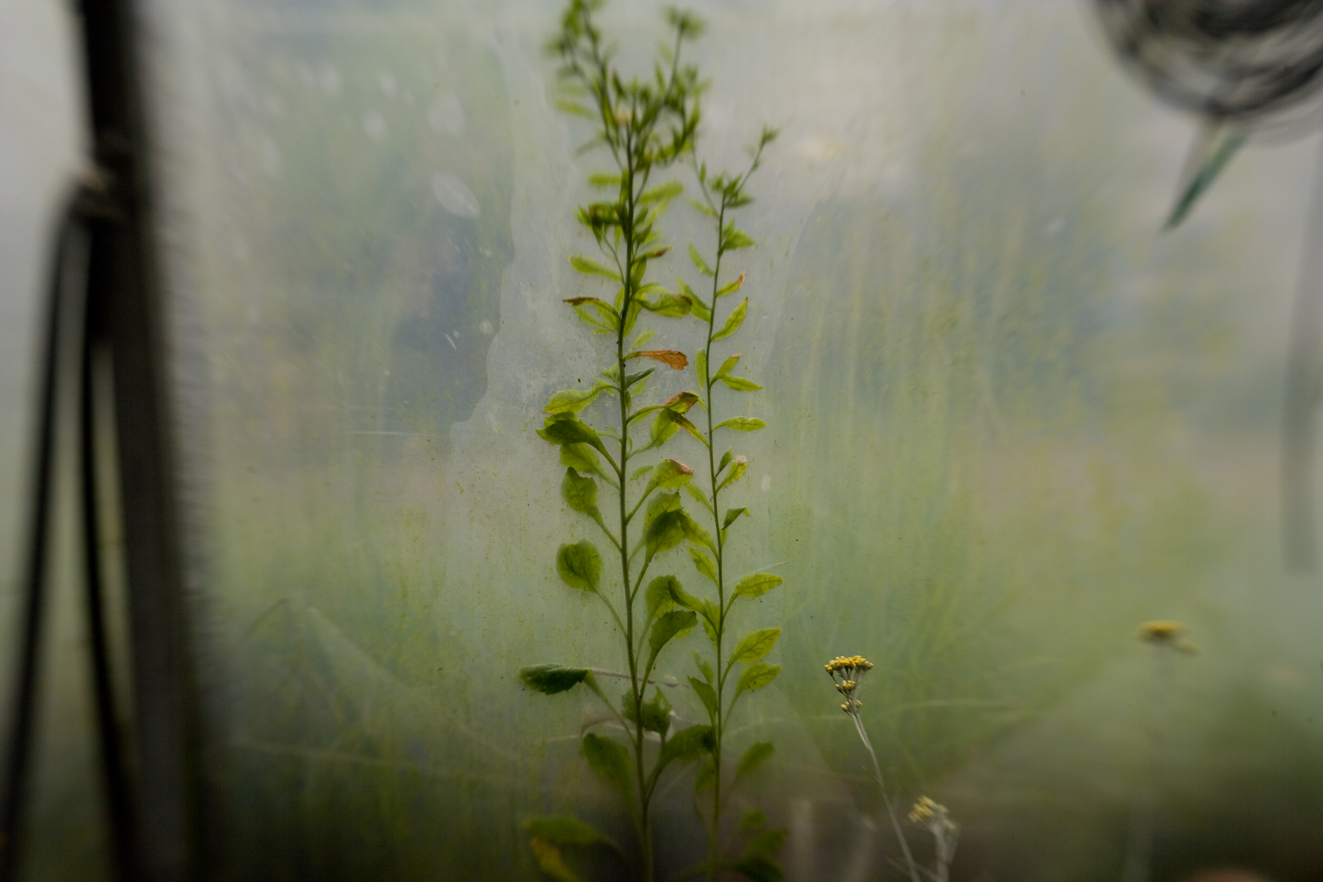 CG_220_Tampas_Hothouse #8