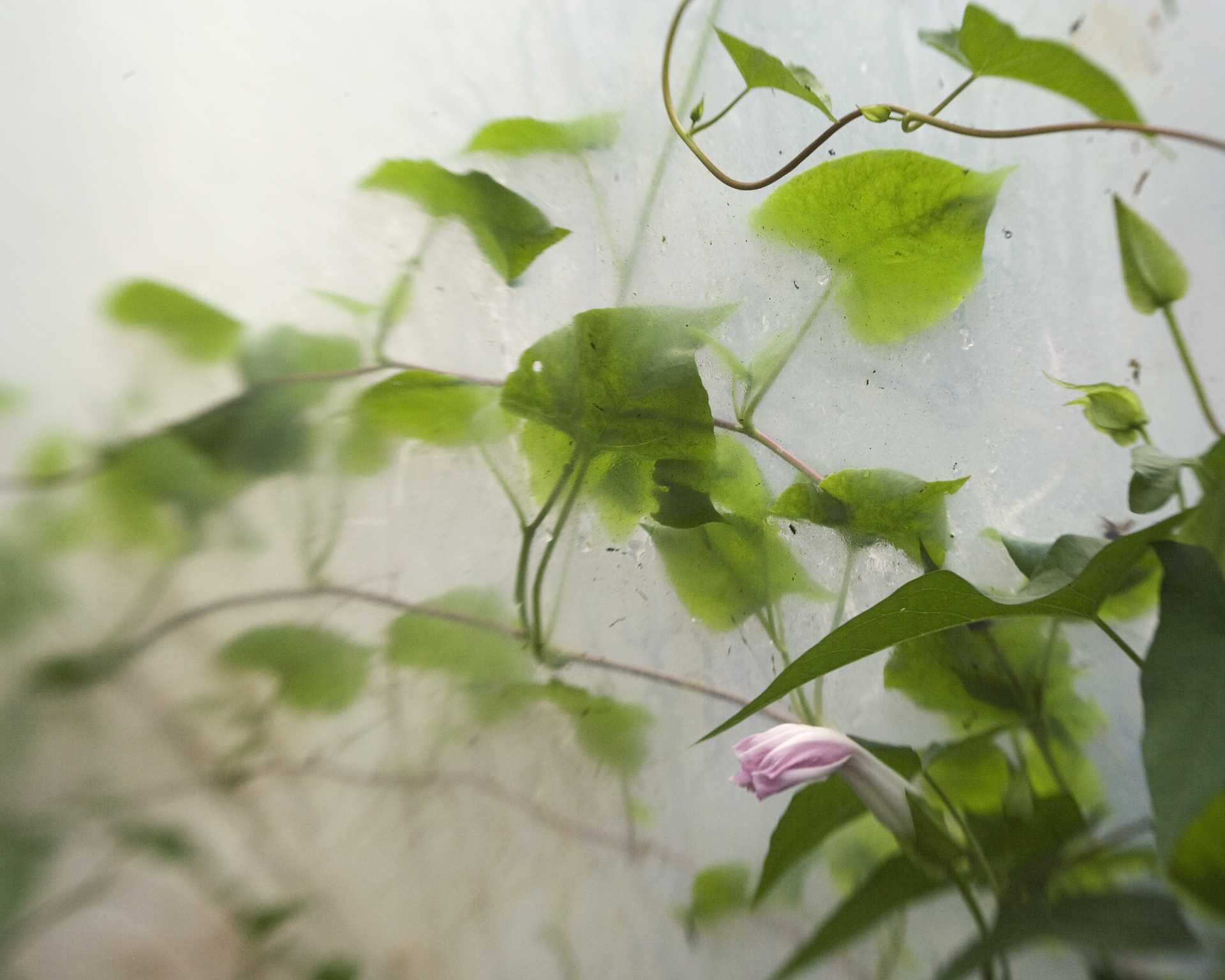 CG_221_Tampas_Hothouse #9