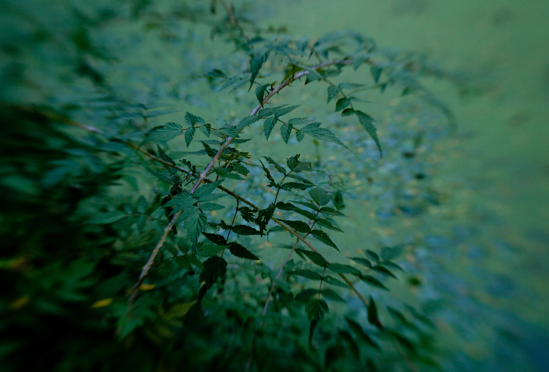 CG_222_Tampas_Hothouse #10